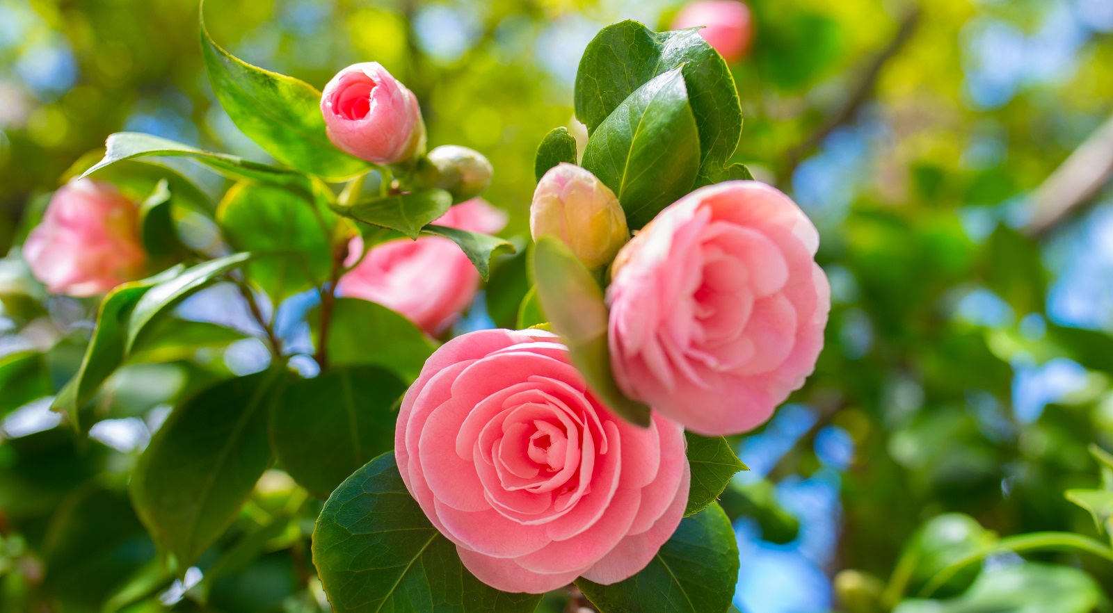 Fleurs de camélia du Japon. ©Vera Kuttelvaserova, AdobeStock